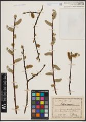 Foto von Salix caprea L.